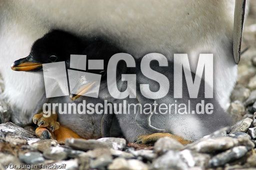 Eselspinguin (65 von 97).jpg